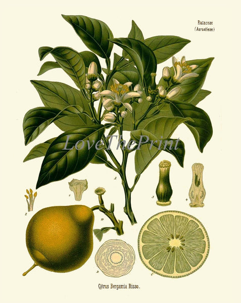 Kitchen Wall Art Tropical Fruit Set of 4 Prints Beautiful Antique Orange Blooming Tree Papaya Lime Garden Plants Home Decor to Frame KOH