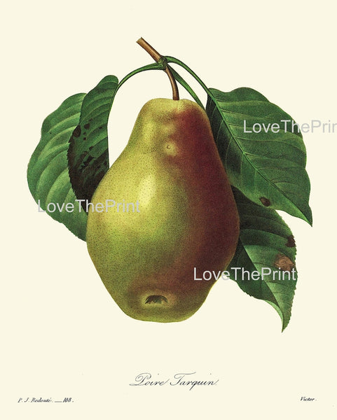 Fruit Botanical Wall Art Set of 3 Prints Beautiful Vintage Antique Pear Peach Apple Dining Room Kitchen Farmhouse Home Decor to Frame REDT