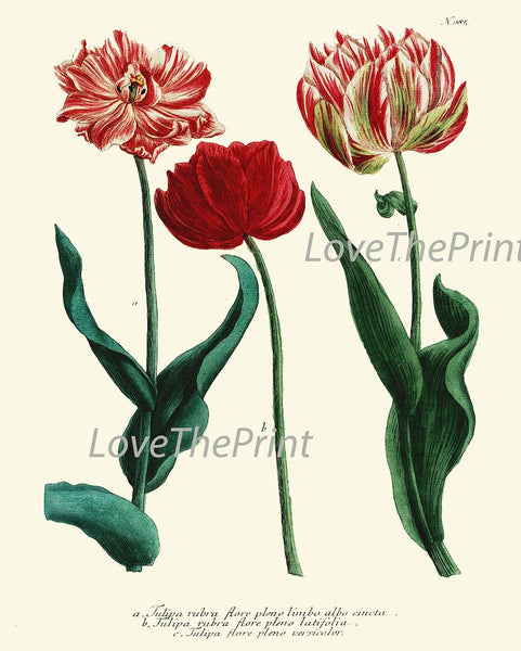 Tulips Peony Iris Flowers Botanical Prints Wall Art Set of 9 Beautiful Antique Vintage Colorful Floral Garden Plant Home Decor to Frame WEIN