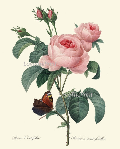 Roses Botanical Print Set of 4 Prints Beautiful Antique Wall Art White Pink Yellow Flowers French Garden Romantic Home Decor to Frame REDT