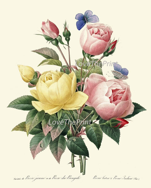 Roses Botanical Print Set of 4 Prints Beautiful Antique Wall Art White Pink Yellow Flowers French Garden Romantic Home Decor to Frame REDT