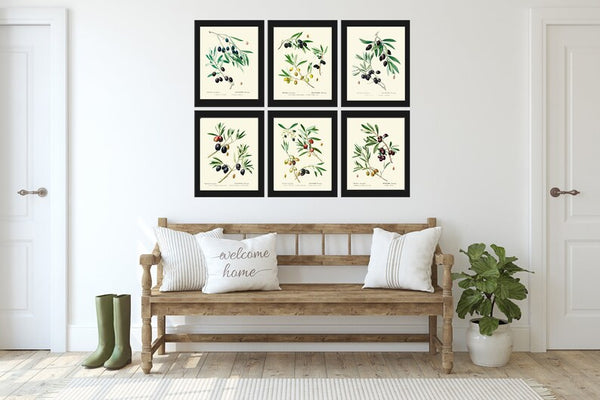 Olive Botanical Wall Art Set of 6 Prints Beautiful Antique Vintage Olives Tree Varieties Italian Italy Kitchen Home Room Decor to Frame TDA