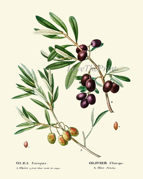 Olive Botanical Wall Art Set of 6 Prints Beautiful Antique Vintage Olives Tree Varieties Italian Italy Kitchen Home Room Decor to Frame TDA