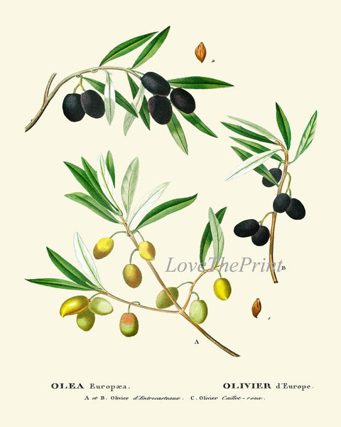 Olive Botanical Wall Art Set of 6 Prints Beautiful Antique Vintage Olives Tree Varieties Italian Italy Kitchen Home Room Decor to Frame TDA