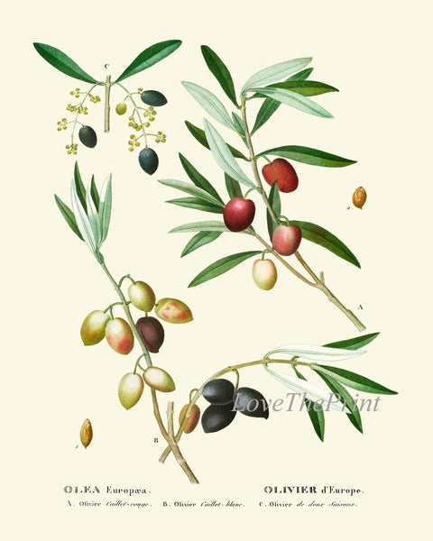 Olive Botanical Wall Art Set of 6 Prints Beautiful Antique Vintage Olives Tree Varieties Italian Italy Kitchen Home Room Decor to Frame TDA