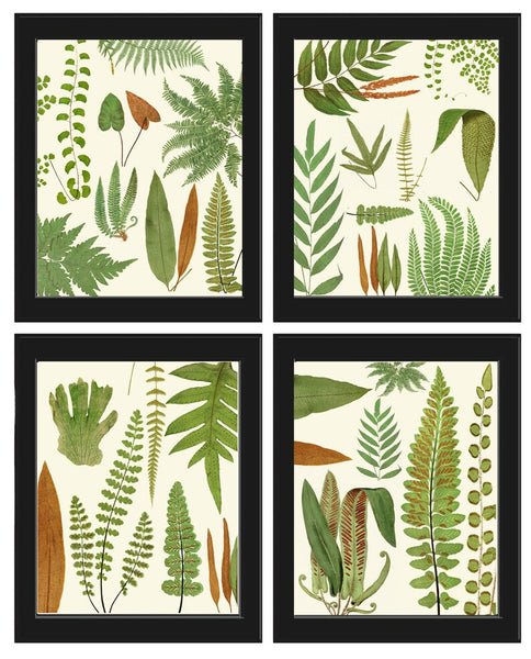 Vintage Fern Prints Botanical Wall Art Set of 4 Beautiful Antique Fern Varieties Plant Chart Green Outdoor Garden Home Decor to Frame EJL