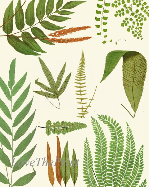 Vintage Fern Prints Botanical Wall Art Set of 4 Beautiful Antique Fern Varieties Plant Chart Green Outdoor Garden Home Decor to Frame EJL