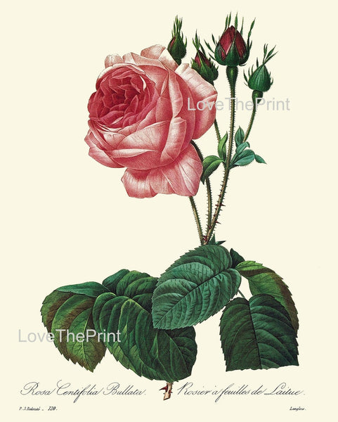 Red Roses Flowers Botanical Wall Art Set of 4 Prints Beautiful Antique Vintage Spring Summer Garden Cottage House Home Decor to Frame REDT