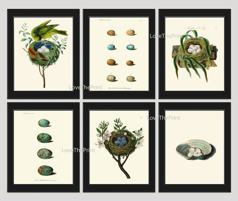 Vintage Bird Nest Eggs Wall Art Print Set of 6 Beautiful Antique Vintage Illustration Picture Farmhouse Cottage Home Decor to Frame BJB