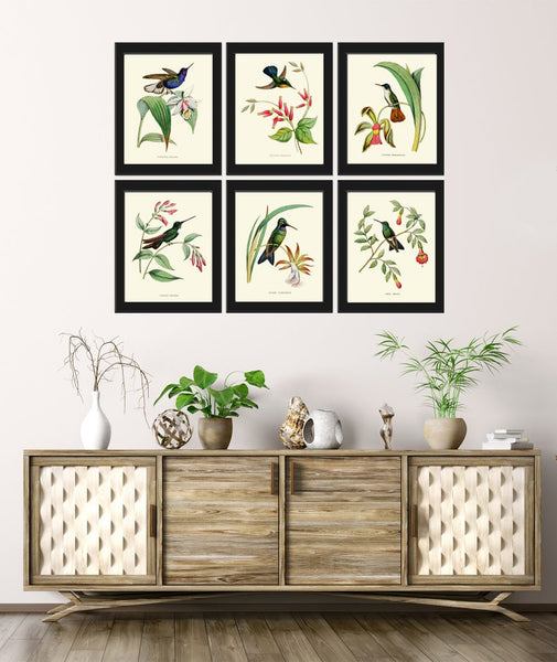 Hummingbirds Bird Wall Art Print Set of 6 Prints Antique Vintage Tropical Island Nature Beach House Cottage Garden Home Decor to Frame NDO