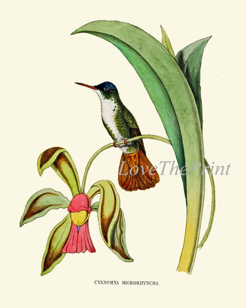 Hummingbirds Bird Wall Art Print Set of 6 Prints Antique Vintage Tropical Island Nature Beach House Cottage Garden Home Decor to Frame NDO