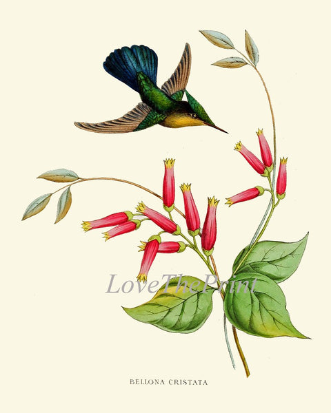 Hummingbirds Bird Wall Art Print Set of 6 Prints Antique Vintage Tropical Island Nature Beach House Cottage Garden Home Decor to Frame NDO