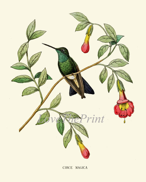 Hummingbirds Bird Wall Art Print Set of 6 Prints Antique Vintage Tropical Island Nature Beach House Cottage Garden Home Decor to Frame NDO