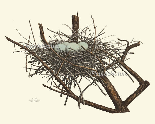 Vintage Bird Nest Eggs Prints Wall Art Set of 6 Beautiful Antique Blue White Eggs Tree Branch Natural Colors Rustic Home Decor to Frame NEST