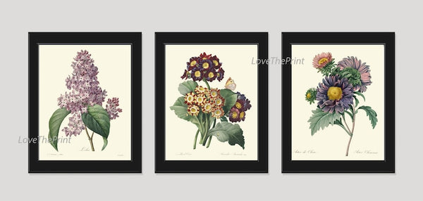 Purple Violet Lilac Aster Botanical Wall Art Set of 3 Prints Beautiful Antique Vintage Flowers Spring Garden Plants Home Decor to Frame REDT