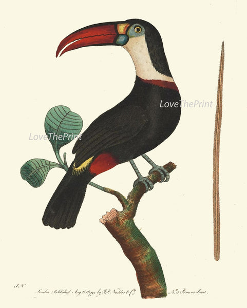 Birds Wall Art Prints Set of 3 Beautiful Vintage Antique Red Green Black Aqua Toucan Pretty Bird Birdwatching Home Room Decor to Frame BNOD