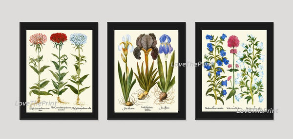 Botanical Wall Art Set of 3 Prints Beautiful Antique Vintage Pink Blue Bluebells Iris Wildflowers Flowers Floral Home Decor to Frame BESL