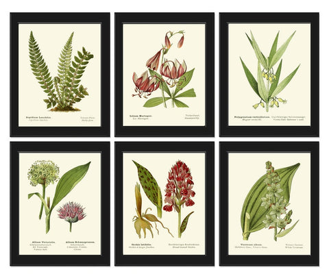 Vintage Flowers Botanical Wall Art Set of 6 Prints Beautiful Antique Green Fern Pink Lily Wildflowers Farmhouse Home Room Decor to Frame AFS