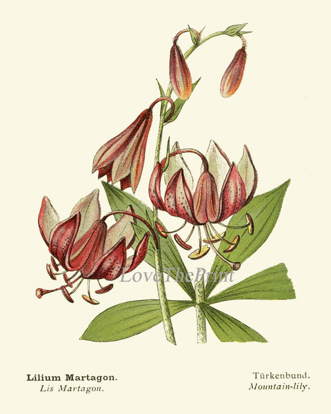 Vintage Flowers Botanical Wall Art Set of 6 Prints Beautiful Antique Green Fern Pink Lily Wildflowers Farmhouse Home Room Decor to Frame AFS