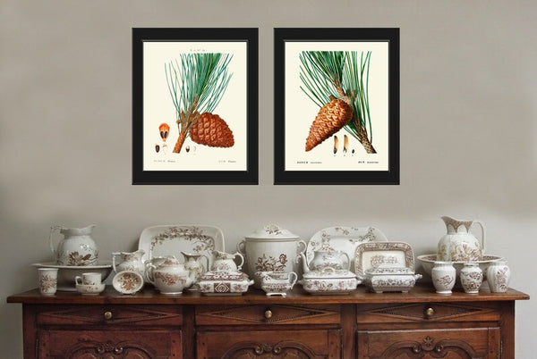 Pinecone Botanical Prints Wall Art Set of 2 Beautiful Antique Vintage Pine Tree Cone Forest Green Outdoor Nature Home Decor to Frame TDA