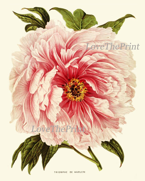 Peony Botanical Prints Wall Home Decor Art Set of 4 Beautiful Antique Vintage Pink White Coral Orange Peonies Flower Garden to Frame PEON