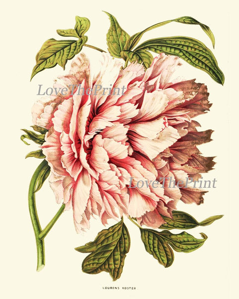 Peony Botanical Prints Wall Home Decor Art Set of 4 Beautiful Antique Vintage Pink White Coral Orange Peonies Flower Garden to Frame PEON