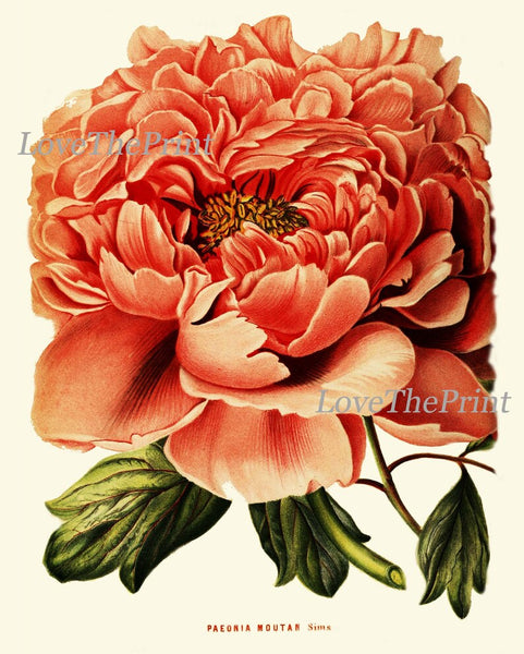 Peony Botanical Prints Wall Home Decor Art Set of 4 Beautiful Antique Vintage Pink White Coral Orange Peonies Flower Garden to Frame PEON