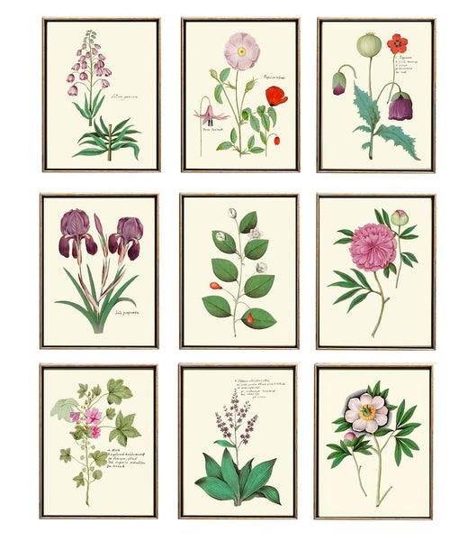 Botanical Wall Art Set of 9 Prints Beautiful Antique Pink Red Burgundy Peony Iris Poppy Spring Summer Nature Garden Home Decor to Frame ABD