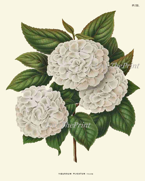 Pink White Hydrangea Hortensia Flowers Plant Prints Botanical Wall Art Set of 4 Beautiful Antique Vintage Spring Summer Garden to Frame HYDR