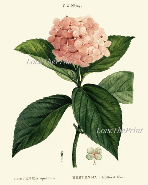 Pink White Hydrangea Hortensia Flowers Plant Prints Botanical Wall Art Set of 4 Beautiful Antique Vintage Spring Summer Garden to Frame HYDR