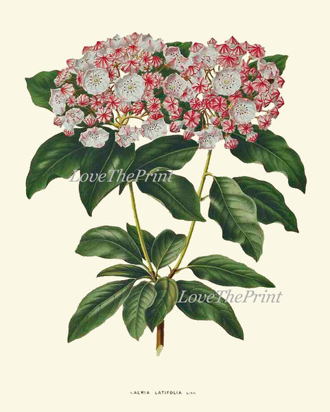 Pink White Hydrangea Hortensia Flowers Plant Prints Botanical Wall Art Set of 4 Beautiful Antique Vintage Spring Summer Garden to Frame HYDR