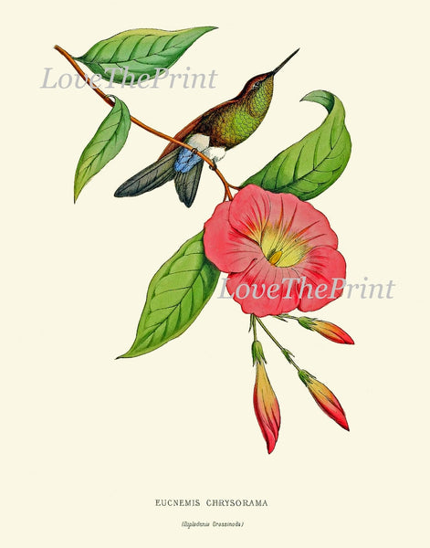 Hummingbird Wall Decor Art Print Set of 9 Beautiful Antique Birds Pink Green Tropical Exotic Flowers Decoration Illustration to Frame HUMM