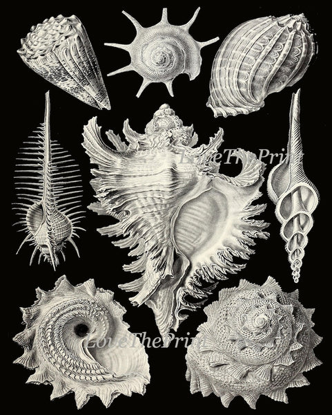 Vintage Seashell Wall Art Set of 3 Prints Beautiful Antique Sea Shells Ocean Beach House Black and White Decoration Home Decor to Frame HAEC