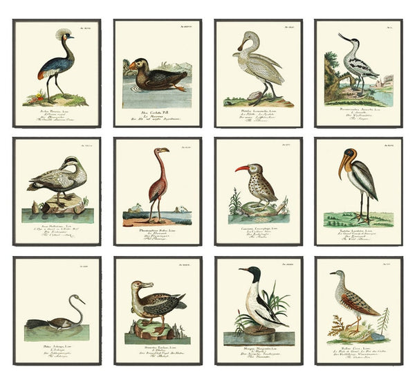 Vintage Bird Prints Wall Art Set of 12 Beautiful Antique Vintage Illustration Flamingo Crane Pelican Duck Lake House Home Decor to Frame HJF