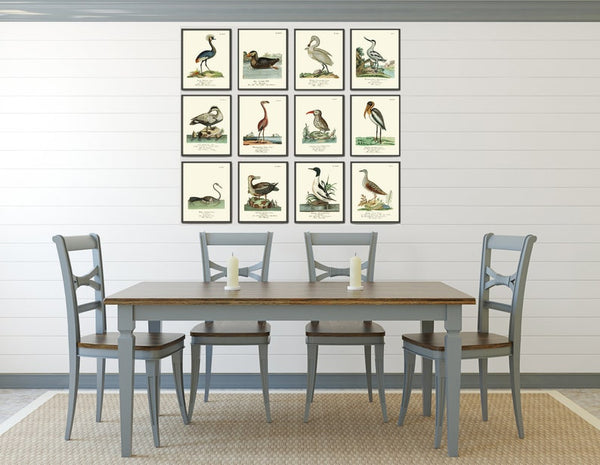 Vintage Bird Prints Wall Art Set of 12 Beautiful Antique Vintage Illustration Flamingo Crane Pelican Duck Lake House Home Decor to Frame HJF