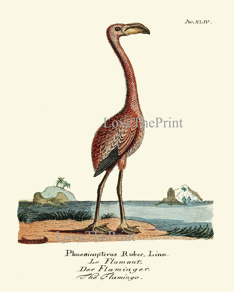 Vintage Bird Prints Wall Art Set of 12 Beautiful Antique Vintage Illustration Flamingo Crane Pelican Duck Lake House Home Decor to Frame HJF