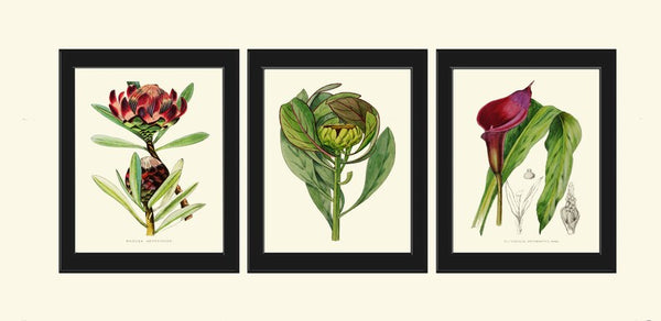 Tropical Flowers Plants Botanical Wall Art Decor Set of 3 Prints Beautiful Protea Calla Lily Burgundy Green Garden Home Decor to Frame AFP