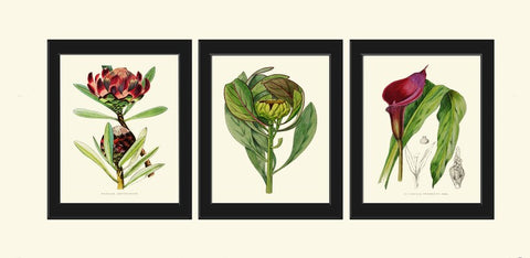 Tropical Flowers Plants Botanical Wall Art Decor Set of 3 Prints Beautiful Protea Calla Lily Burgundy Green Garden Home Decor to Frame AFP