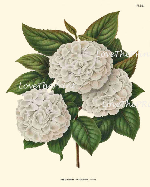 White Flowers Botanical Wall Art Set of 6 Prints Beautiful Vintage Antique Hydrangea Lily Magnolia Floral Home Room Decor to Frame AJW WITT