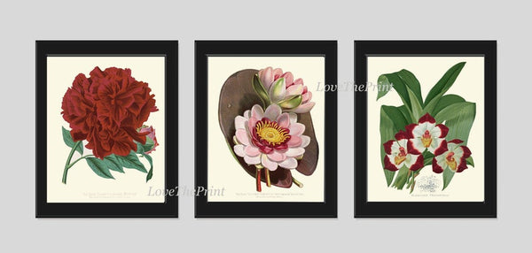 Peony Lotus Orchid Botanical Wall Art Decor Set of 3 Prints Beautiful Deep Dark Red Burgundy Flowers Decoration Illustration to Frame PAXT