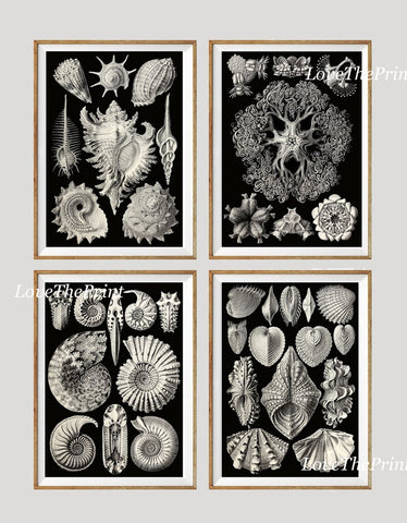 Shells Sea Ocean Science Scientific Wall Decor Art Set of 4 Prints Beautiful Antique Black Seashells Jellyfish Bathroom Office to Frame HAEC