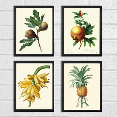 Tropical Fruit Wall Decor Art Prints Set of 4 Beautiful Antique Vintage Fig Pomegranate Banana Pineaple Colorful Home Decor to Frame REDT