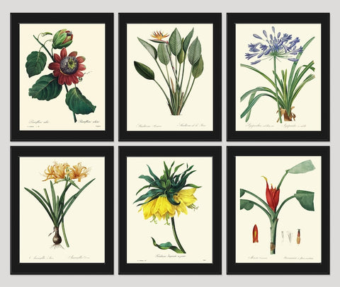 Tropical Flowers Botanical Wall Decor Art Set of 6 Prints Beautiful Vintage Antique Bird of Paradise Passion Fruit Home Decor to Frame REDT