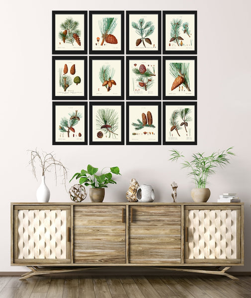 Pine Cone Pinecone Tree Branch Botanical Wall Decor Art Set of 12 Prints Beautiful Antique Vintage Illustration Picture Poster to Frame TDA