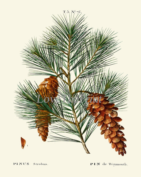 Pine Cone Pinecone Tree Branch Botanical Wall Decor Art Set of 12 Prints Beautiful Antique Vintage Illustration Picture Poster to Frame TDA