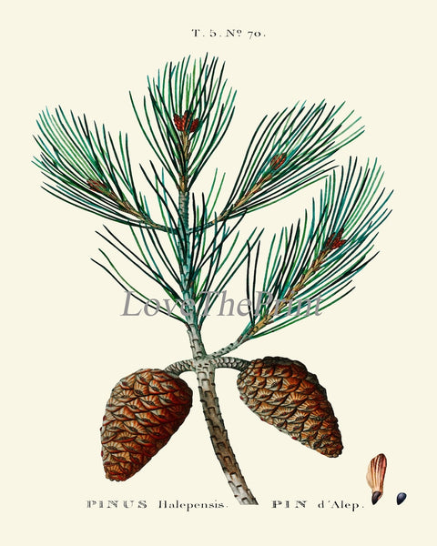 Pine Cone Pinecone Tree Branch Botanical Wall Decor Art Set of 12 Prints Beautiful Antique Vintage Illustration Picture Poster to Frame TDA