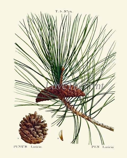 Pine Cone Pinecone Tree Branch Botanical Wall Decor Art Set of 12 Prints Beautiful Antique Vintage Illustration Picture Poster to Frame TDA