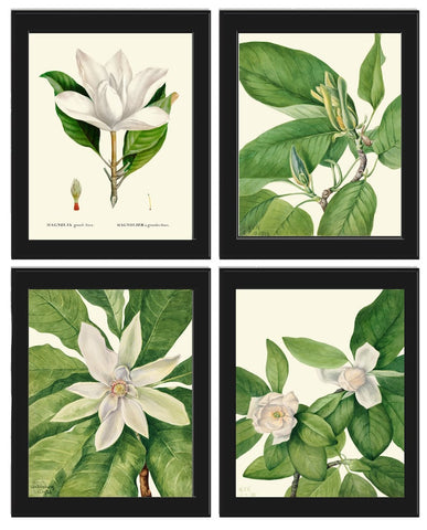 Magnolia Tree Flowers Wall Art Decor Set of 4 Prints Beautiful Antique Vintage White Green Nature Spring Garden Home Decor to Frame MVW