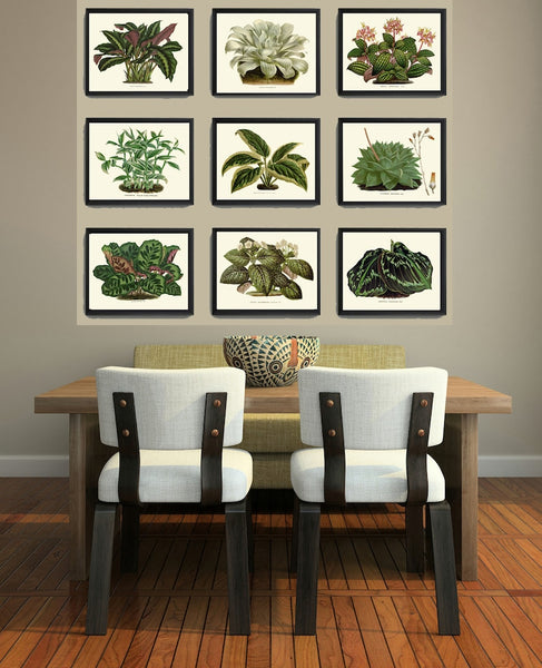 Hosta Plants Flowers Botanical Wall Art Set of 9 Prints Beautiful Vintage Antique Green Garden Farmhouse Nature Home Decor to Frame HOU