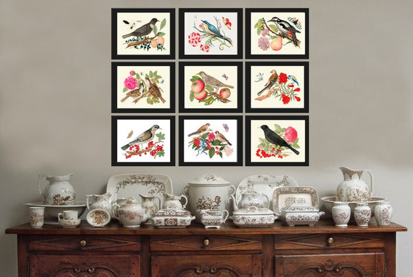 Birds Wall Decor Art Print Set of 9 Beautiful Antique Vintage Flowers Berries Crow Woodpecker Songbirds Decoration Illustration to Frame BOT